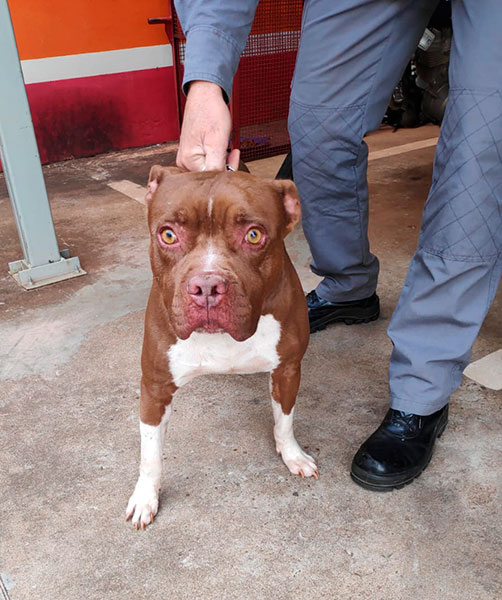 Divulgação - Cachorro encontrado nas proximidades do Tênis Clube - Foto: Divulgação/Corpo de Bombeiros