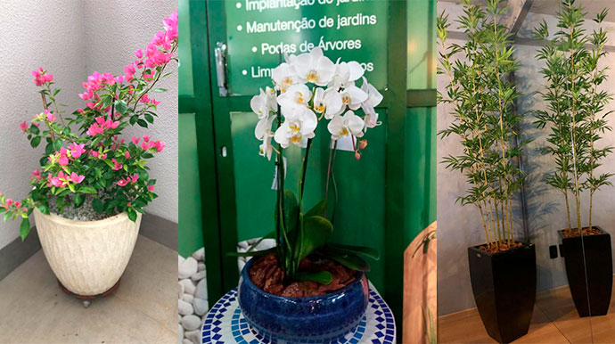 Divulgação - Opções para decoração dos mais variados espaços - Foto: Divulgação/Moura Paisagismo Divulgação - Opções para decoração dos mais variados espaços - Foto: Divulgação/Moura Paisagismo