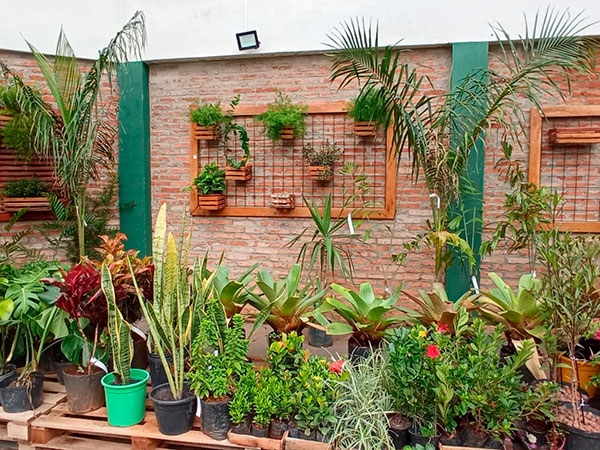 Divulgação - Espaço com planta ornamentais - Foto: Divulgação/Moura Paisagismo Divulgação - Espaço com planta ornamentais - Foto: Divulgação/Moura Paisagismo