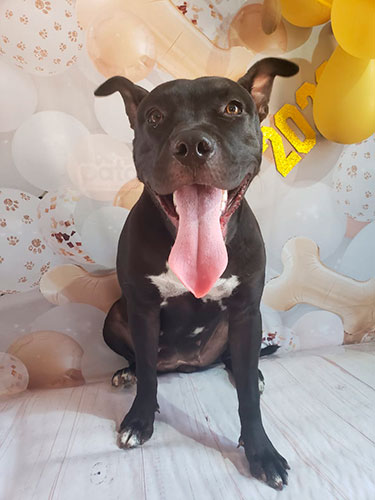 Divulgação - Cachorra atende pelo nome de Ravena - Foto: Divulgação Divulgação - Cachorra atende pelo nome de Ravena - Foto: Divulgação