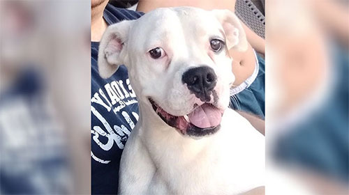 Divulgação - Chitara é da raça boxer e está desaparecido desde domingo, 08 de maio Divulgação - Chitara é da raça boxer e está desaparecido desde domingo, 08 de maio