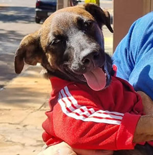 Divulgação - A cachorrinha é da cor marrom com o focinho preto Divulgação - A cachorrinha é da cor marrom com o focinho preto