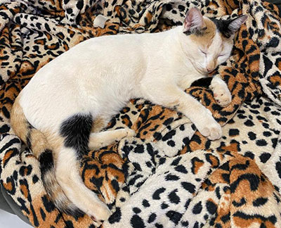 Divulgação - A gata tem três cores e desapareceu nas imediações da Agroveteq - Foto: Divulgação Divulgação - A gata tem três cores e desapareceu nas imediações da Agroveteq - Foto: Divulgação