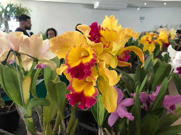 Divulgação - Diversas espécies de orquídeas estão expostas na feira - Foto: Arquivo/AssisCity Divulgação - Diversas espécies de orquídeas estão expostas na feira - Foto: Arquivo/AssisCity