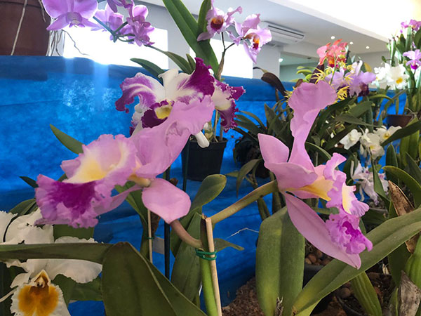 Divulgação - 50ª Exposição Nacional de Orquídeas em Assis - Foto: AssisCity