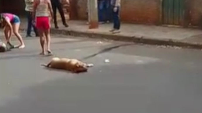 Divulgação - A perícia vai apurar quantos disparos foram feitos contra o animal - Foto: Redes sociais Divulgação - A perícia vai apurar quantos disparos foram feitos contra o animal - Foto: Redes sociais