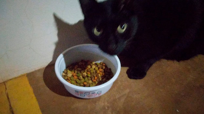 Divulgação - Gatinho está desaparecido - Foto: Divulgação Divulgação - Gatinho está desaparecido - Foto: Divulgação