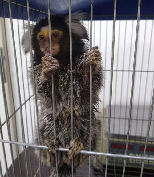 Divulgação PM Ambiental - Macaco da espécie Sagui de Tufo branco - Foto: PM Ambiental Divulgação PM Ambiental - Macaco da espécie Sagui de Tufo branco - Foto: PM Ambiental