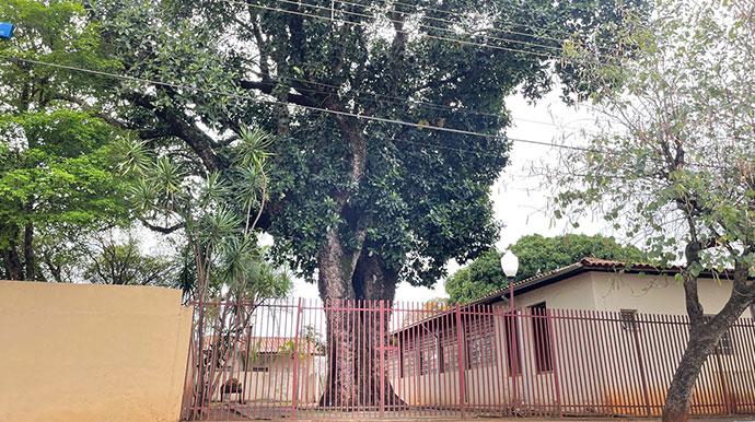 AssisCity - Árvore está dentro do Museu Casa de Taipa, em Assis - Foto: AssisCity AssisCity - Árvore está dentro do Museu Casa de Taipa, em Assis - Foto: AssisCity