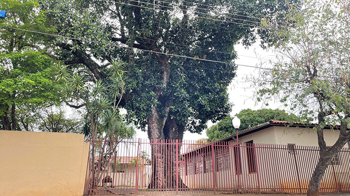 AssisCity - Árvore está dentro do Museu Casa de Taipa, em Assis - Foto: AssisCity