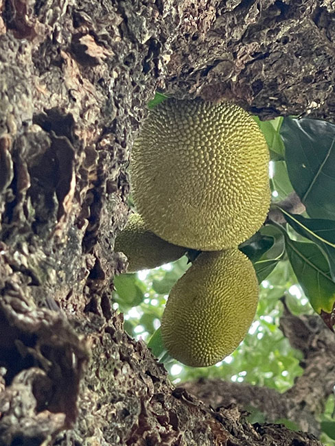 AssisCity - A jaca é o fruto da jaqueira, árvore tropical trazida da Índia para o Brasil - Foto: AssisCity AssisCity - A jaca é o fruto da jaqueira, árvore tropical trazida da Índia para o Brasil - Foto: AssisCity