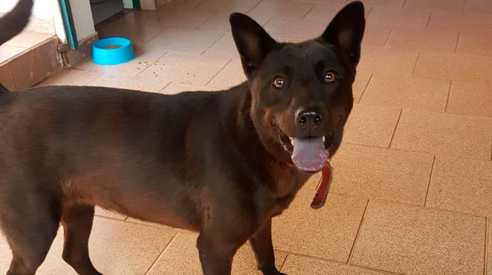 divulgação - Cachorrinha encontrada no Centro de Assis - Foto: Divulgação