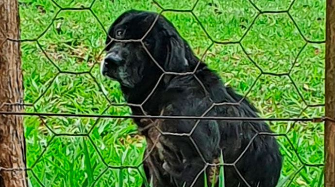 divulgação - Cachorro foi encontrado na Água do Baixadão - Foto: Divulgação