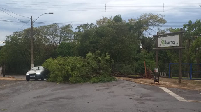 AssisCity - Árvore caiu na Travessa Padre Beline, na Vila Orestes - Foto: AssisCity