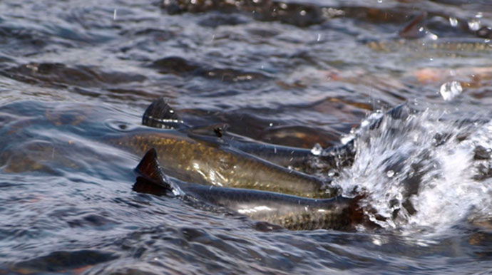 divulgação - Pesca de espécies nativas são proibidas na época da Piracema - Foto: Divulgação/Governo do Estado de São Paulo