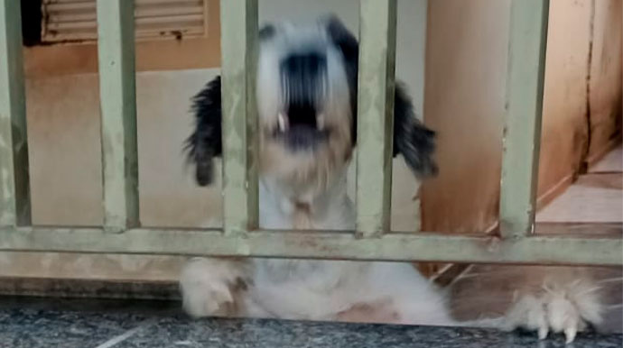 divulgação - Homem adotou um cachorro ao ser liberado pela Justiça - Foto: Divulgação/Arquivo Pessoal