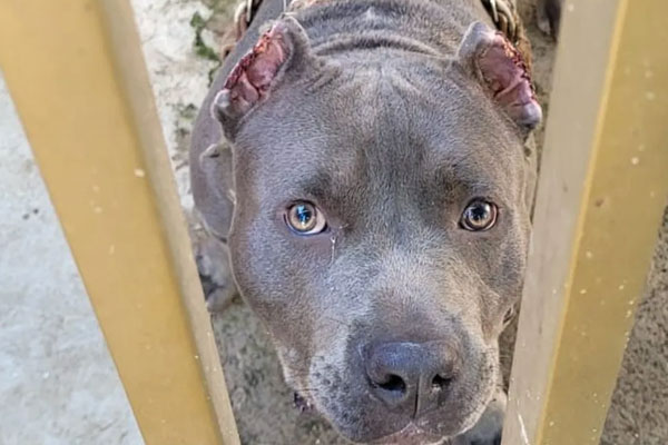 Divulgação - Homem, de 42 anos, é autuado por maus-tratos a um cachorro, em Teodoro Sampaio (SP) — Foto: Polícia Ambiental