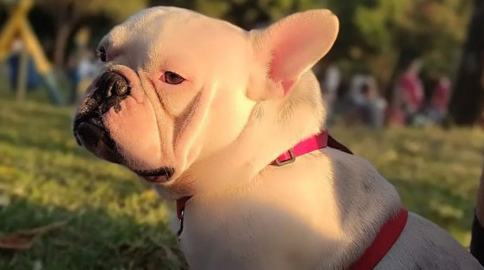 divulgação - Cachorro Gaspar divulgação - Cachorro Gaspar