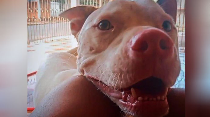 Divulgação - Cachorro desaparecido - Foto: Divulgação Divulgação - Cachorro desaparecido - Foto: Divulgação