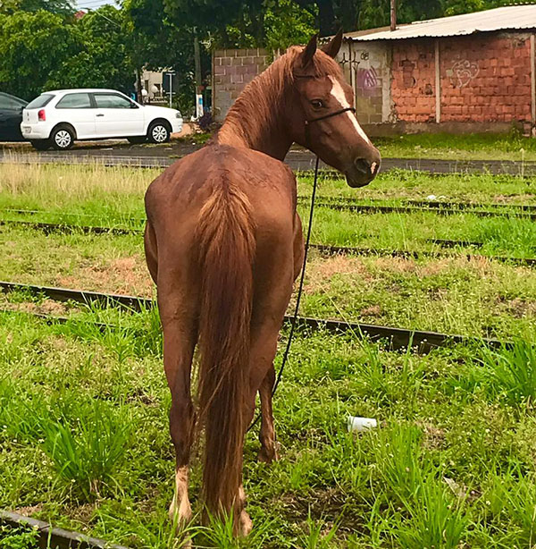 divulgação - Égua Lua, desaparecida em Assis - Foto: Divulgação