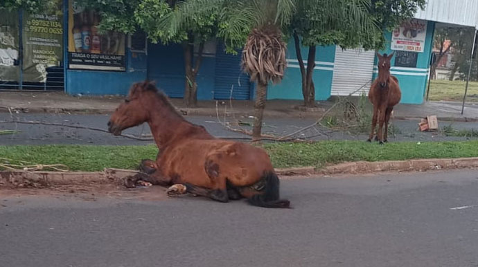 Divulgação - Cavalo foi atingido e ficou caído no meio da Avenida - Foto: Divulgação